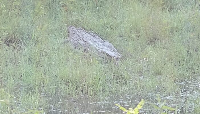 Cocodrilo ataca a turista en Nuevo Vallarta mientras nadaba de noche