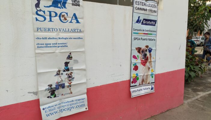 Exitosa jornada de esterilizaciones de SPCA en el Infonavit