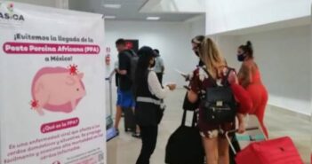 Piden a viajeros en Vallarta no traer a México la peste porcina africana