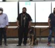 ¡Cumplieron con creces! Jubilan a 3 perros policías