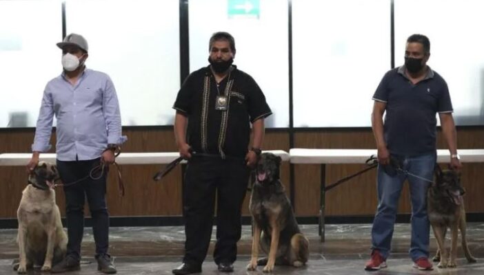 ¡Cumplieron con creces! Jubilan a 3 perros policías