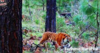 Alcalde de Tapalpa dice que 'piensa' que ya capturaron al tigre de bengala
