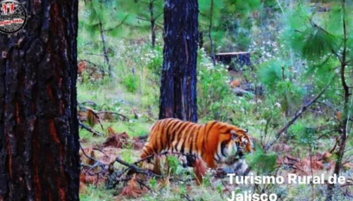 Alcalde de Tapalpa dice que 'piensa' que ya capturaron al tigre de bengala