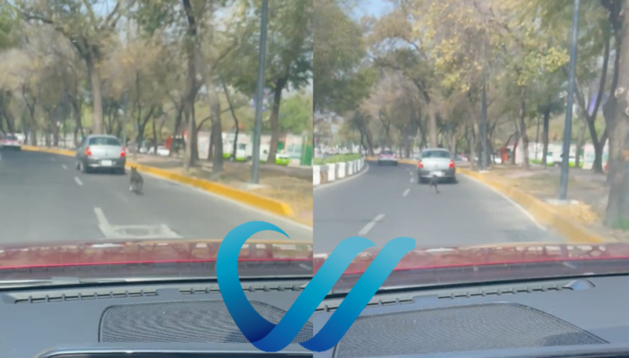 Captan momento en que abandonan a perrito en calles de la CdMx