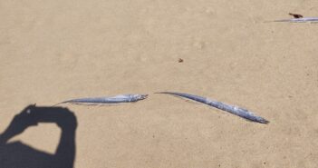 Muerte de cientos de peces en Vallarta se debió a 'cuestiones oceanográficas'