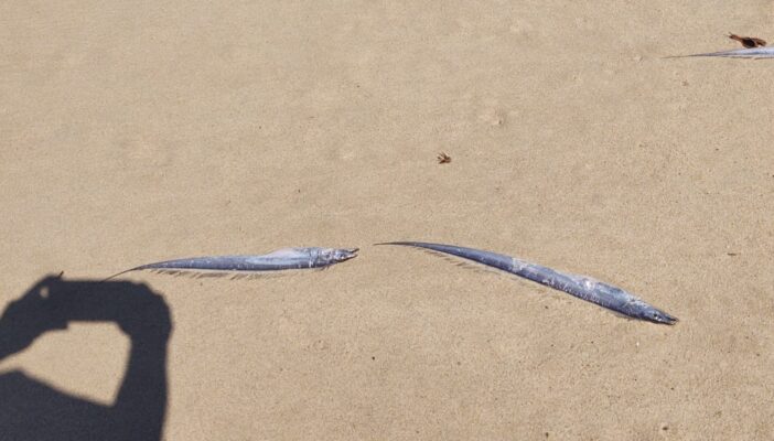 Muerte de cientos de peces en Vallarta se debió a 'cuestiones oceanográficas'