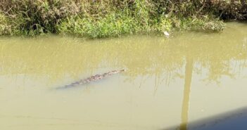 Cocodrilos en canal de 'Nuevo Nayarit' en permanente acoso