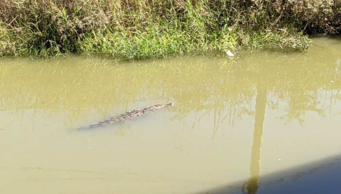 Cocodrilos en canal de 'Nuevo Nayarit' en permanente acoso