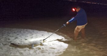Capturan a cocodrilo que nadaba en aguas de Nuevo Vallarta