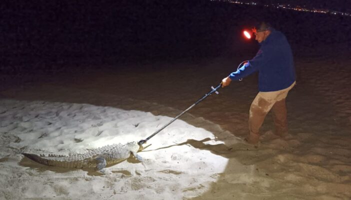 Capturan a cocodrilo que nadaba en aguas de Nuevo Vallarta