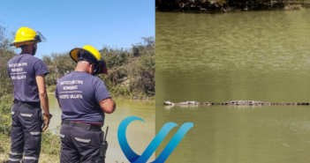 Buscan reubicar dos cocodrilos que habitan en un lago cerca de Villas Universidad