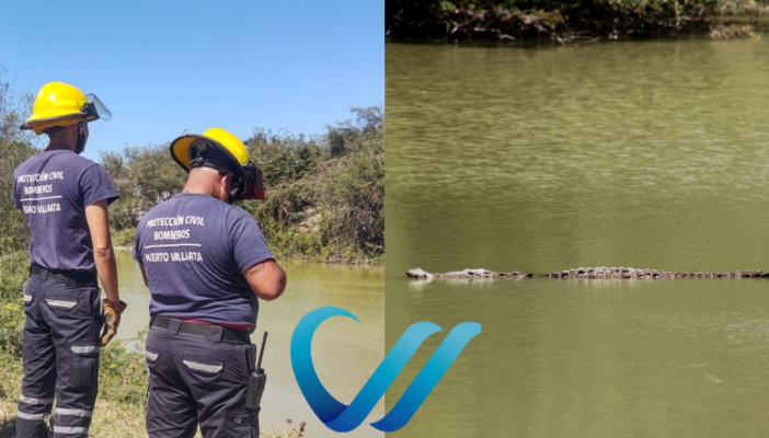 Buscan reubicar dos cocodrilos que habitan en un lago cerca de Villas Universidad