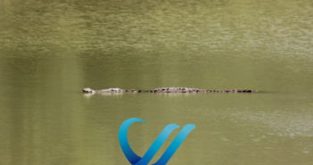 Señalan caza furtiva en laguna del Quelele en Bahía