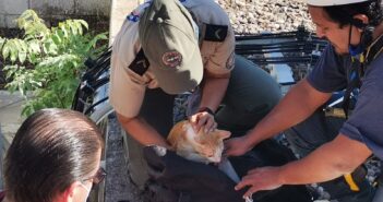 Rescatan a gatito que estaba a 15 metros en una antena de telefonía