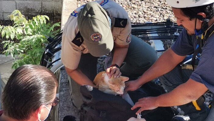 Rescatan a gatito que estaba a 15 metros en una antena de telefonía