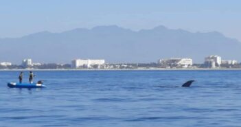 Buscan ballena enmallada en la Bahía de Banderas