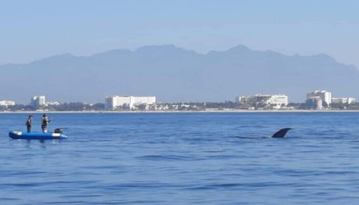 Buscan ballena enmallada en la Bahía de Banderas