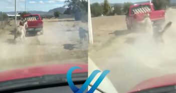 Ordenan investigar a hombre que arrastró un burro en Hidalgo