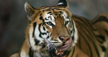 Dejan morir a tres tigres asegurados tras cateo en Guerrero