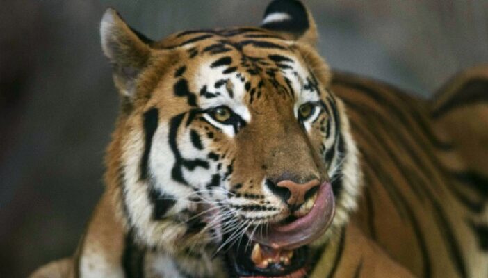 Dejan morir a tres tigres asegurados tras cateo en Guerrero