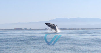 Culmina temporada de avistamiento de ballenas en la bahía