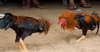 Peleas de gallos en Fiestas de Mayo dividen opiniones
