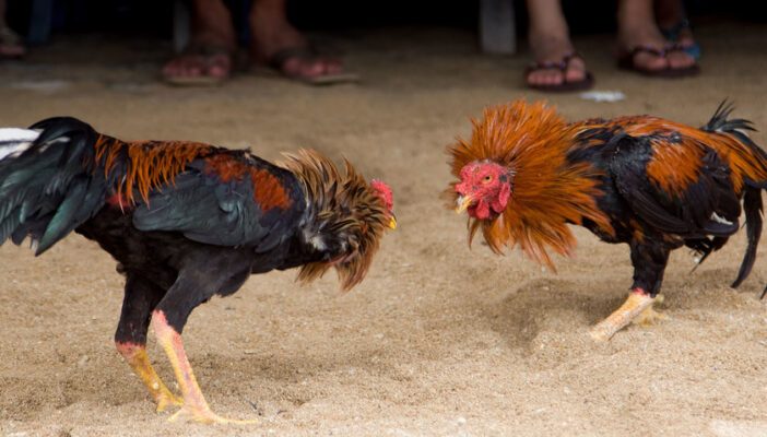 Peleas de gallos en Fiestas de Mayo dividen opiniones