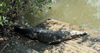 Cocodrilo herido en Bahía; tenía un anzuelo atorado en el hocico