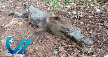 Encuentran muerto a cocodrilo en el Palmar del Progreso