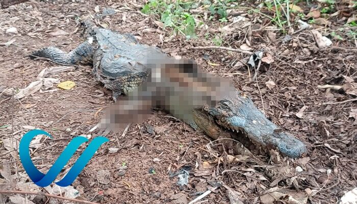 Encuentran muerto a cocodrilo en el Palmar del Progreso