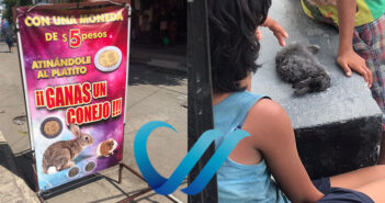 Conejos a 5 pesos, el maltrato en la delegación de Ixtapa