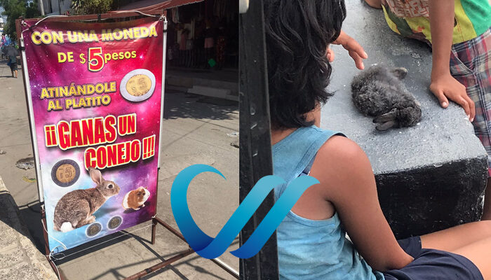 Conejos a 5 pesos, el maltrato en la delegación de Ixtapa