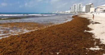 Playas del Caribe mexicano reciben 19 mil toneladas de sargazo