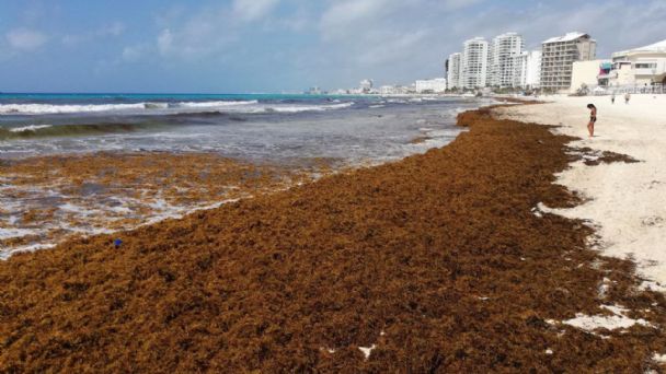 Playas del Caribe mexicano reciben 19 mil toneladas de sargazo
