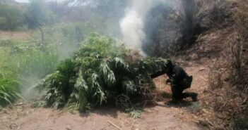 Queman casi 100 mil plantas de mariguana en Guachinango