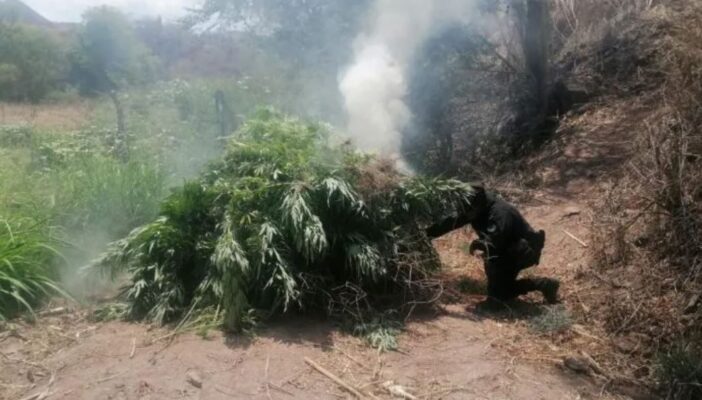 Queman casi 100 mil plantas de mariguana en Guachinango