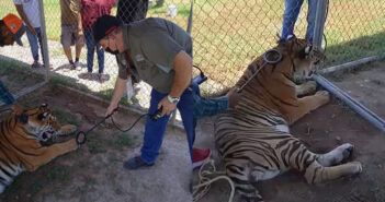Profepa asegura tigre de bengala que caminaba por Tecuala