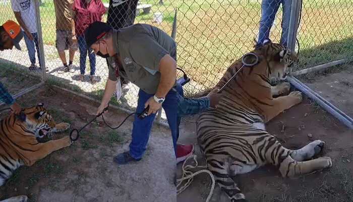 Profepa asegura tigre de bengala que caminaba por Tecuala