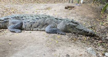 ¡Quería un zarandeado! Capturan enorme cocodrilo en Boca de Tomates