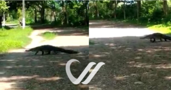 Captan a cocodrilo caminando por parque lineal