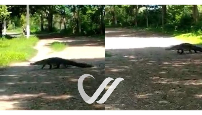 Captan a cocodrilo caminando por parque lineal