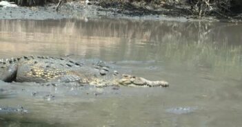 Ataque de cocodrilo fue por invasión a su hábitat