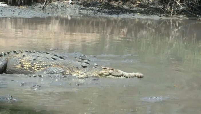 Ataque de cocodrilo fue por invasión a su hábitat