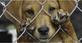 Buscan aumentar penas por maltrato animal en Jalisco