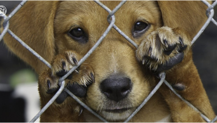 Buscan aumentar penas por maltrato animal en Jalisco