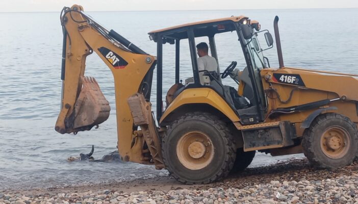 Encuentran vaca muerta en playa Camarones