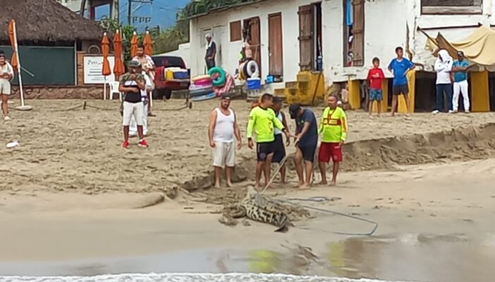 Reubican a cocodrilos, pero regresarán muy pronto