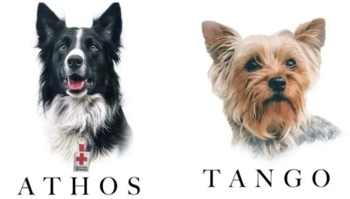 ¡Sentencia histórica! 10 años de prisión a maltratador de perros