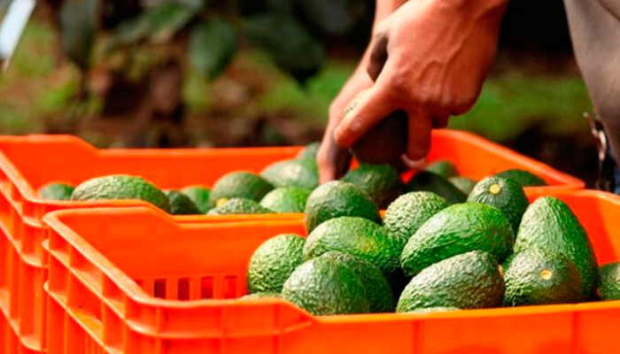 Buscarán bajar costos de productos del campo en Jalisco