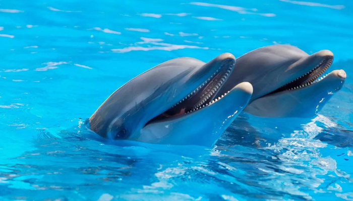 Diputados aprueban decreto que prohíbe el uso de mamíferos marinos para espectáculos